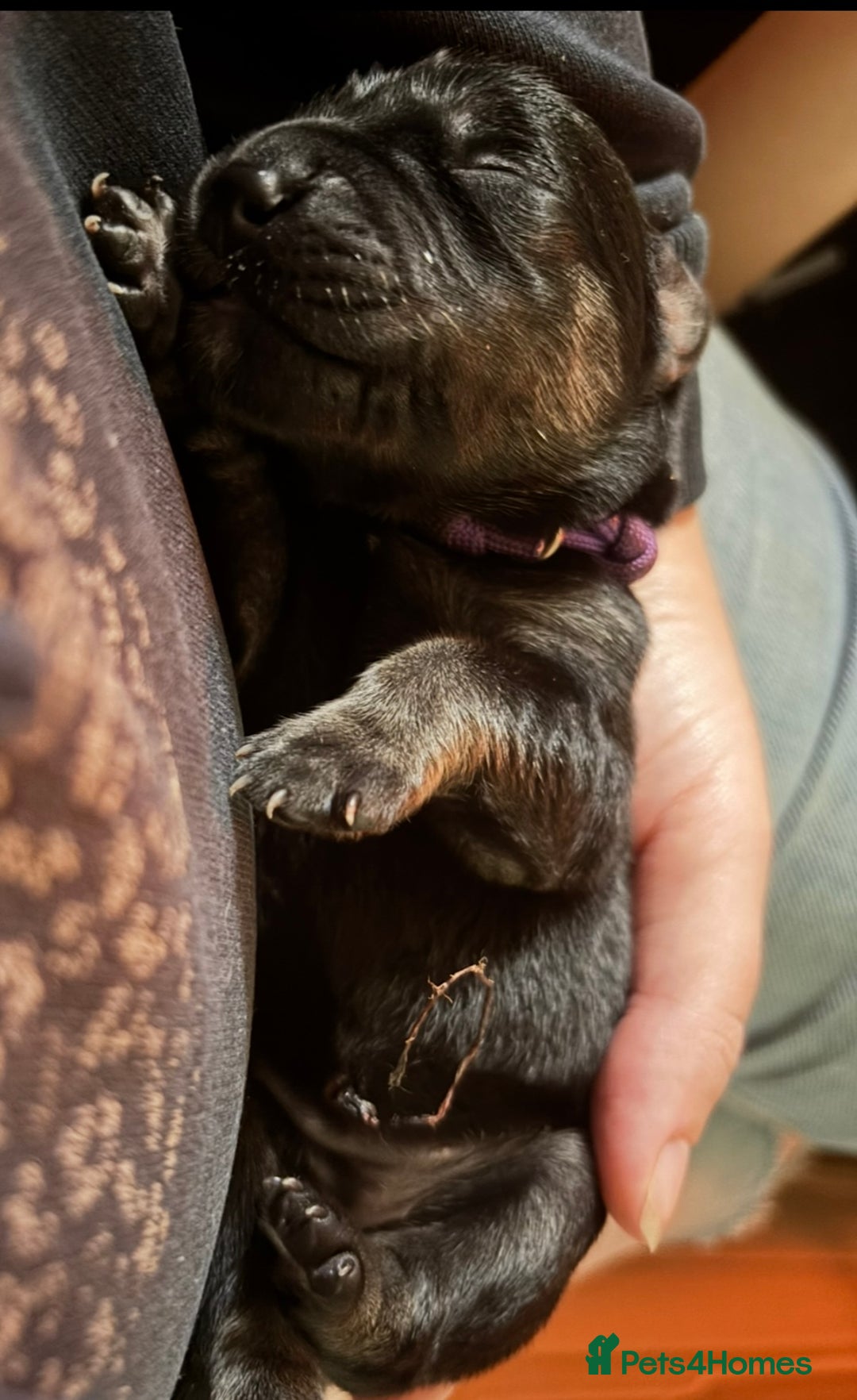 Goldador dogs for sale: Stunning Black Lab/Golden Retriever Puppies - Advert 6