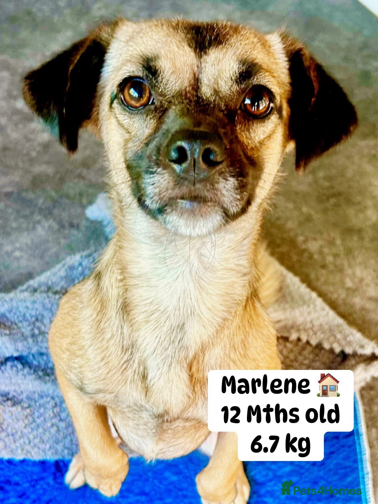 Mixed Breed dogs Meet Marlene  11 months old  6.5 kg Romanian mix  - Advert 18
