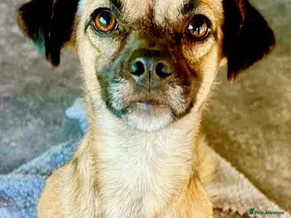 Mixed Breed dogs Meet Marlene 11 months old 6.5 kg Romanian mix - Advert 18