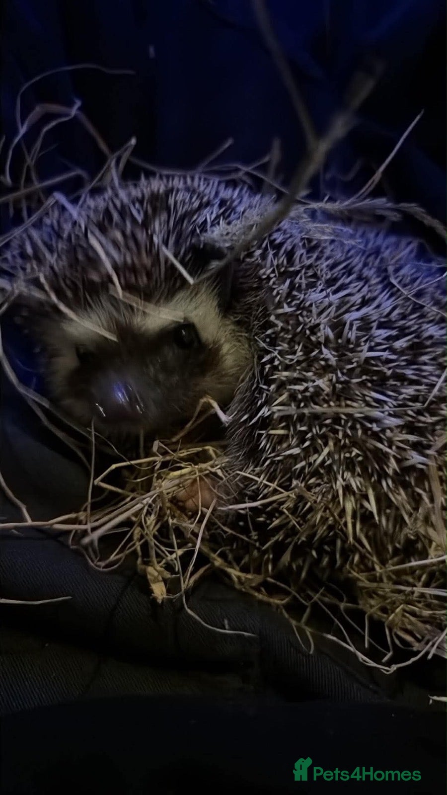 Pygmy Hedgehog rodents for sale: Set of Pygmy hedgehogs read description £200 each  - Advert 3