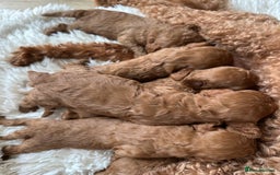 Cavapoo dogs for sale: STUNNING DEEP RED CAVAPOO PUPPIES  - Image 4