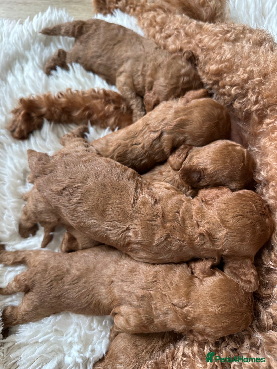 Cavapoo dogs for sale: STUNNING DEEP RED CAVAPOO PUPPIES  - Image 4