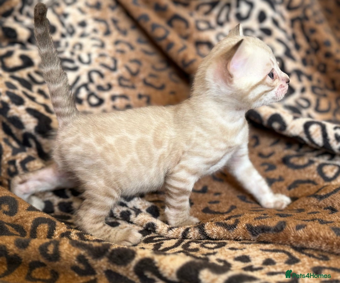 Bengal cats for sale: Outstanding Bengal kittens European Champion sire! - Image 10