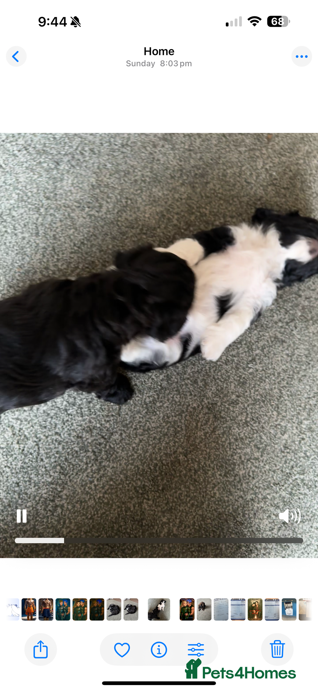 Shihpoo dogs for sale: 4 shihpoo males  in Telford - Image 22