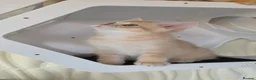 Scottish Fold cats for sale: Purebred kitten, best in UK - Advert 7