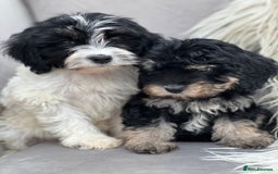Cavapoo dogs for sale: Cavapoo female puppy - health tested - Image 1