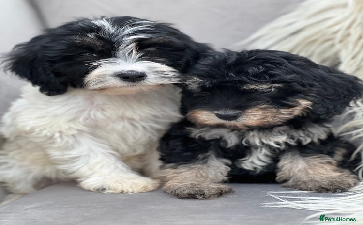 Cavapoo dogs - Advert 3
