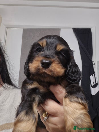 Cocker Spaniel dogs - Advert 8