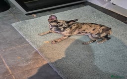 French Bulldog dogs for sale: Female merle frenchie  - Image 4