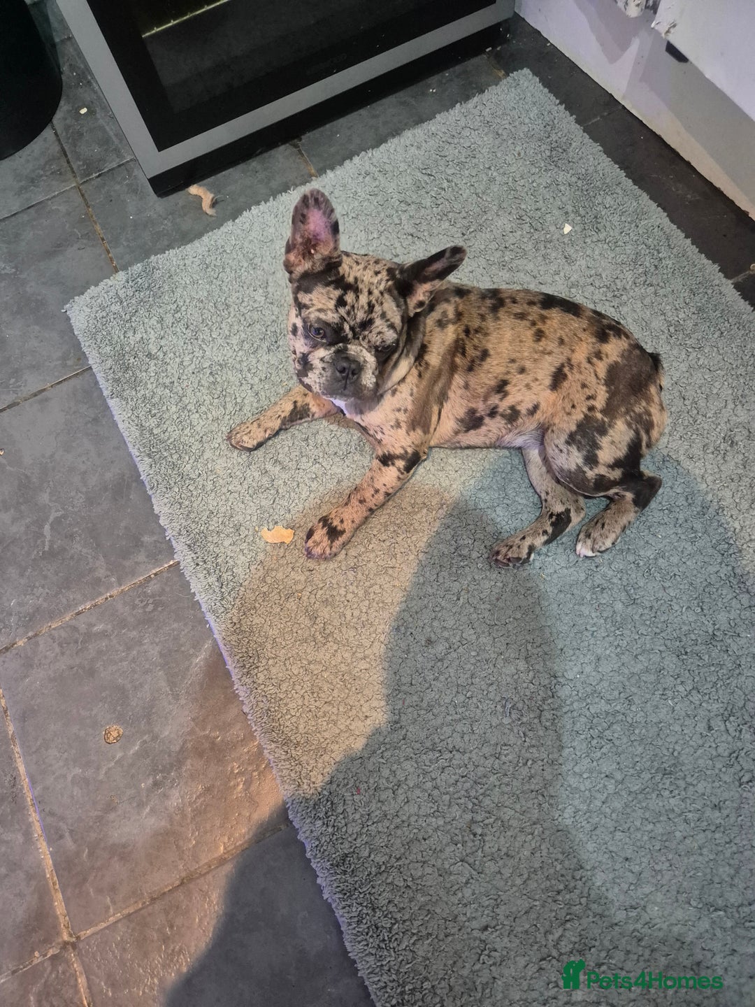 French Bulldog dogs for sale: Female merle frenchie  - Image 4