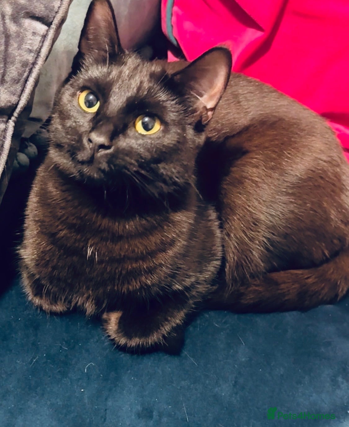 Mixed Breed cats Beautiful Black Girl 🐈‍⬛ Must Go!  - Advert 1