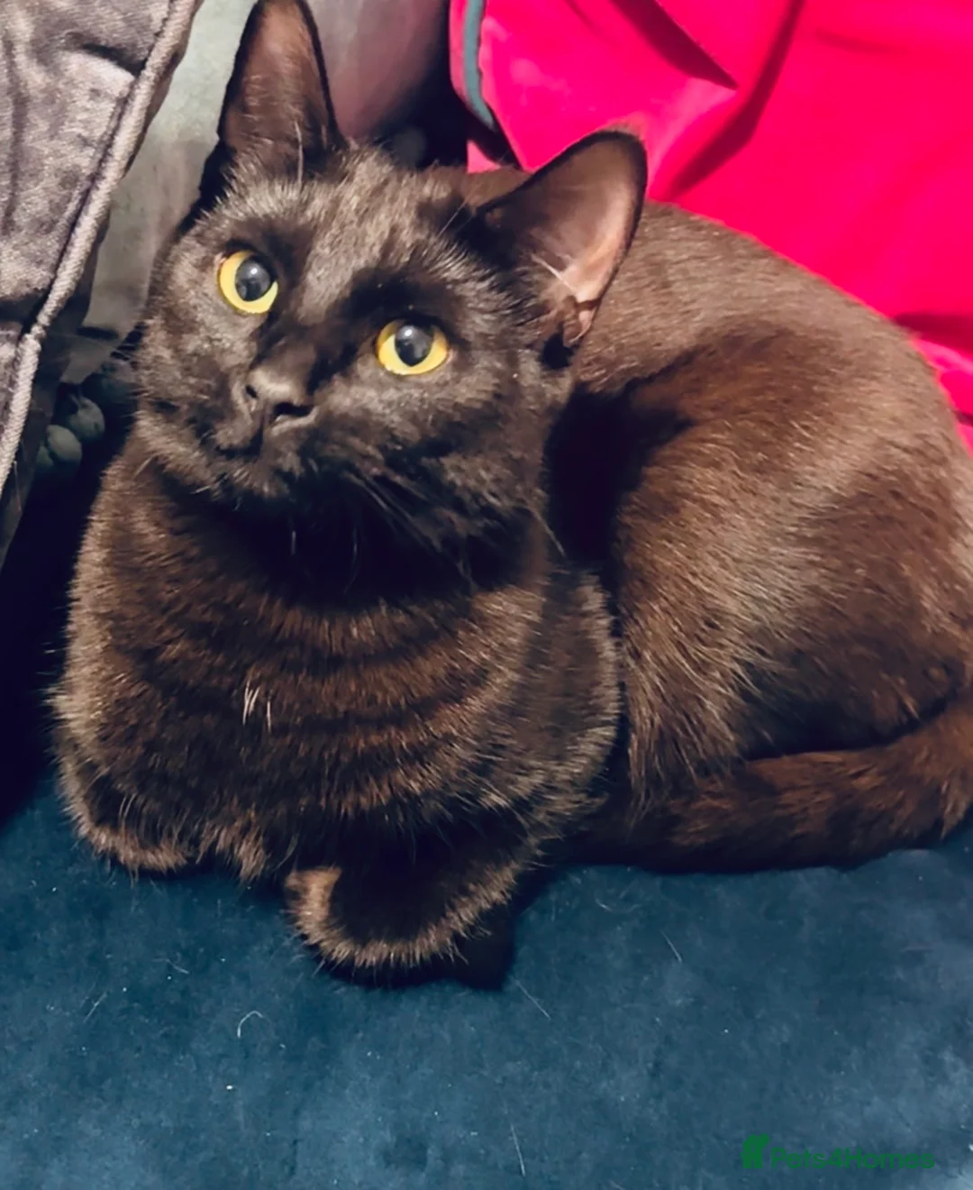 Mixed Breed cats for sale: Beautiful Black Girl 🐈‍⬛ Must Go!  - Advert 1