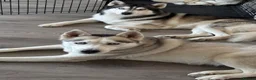 Siberian Husky dogs for sale: BEAUTIFUL KC REGISTERED SIBERIAN HUSKY PUPPIES - Advert 9