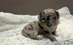 Cockapoo dogs for sale: Outstanding Toy Cockapoo pups  - Image 2