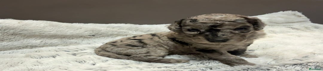 Cockapoo Puppy 3