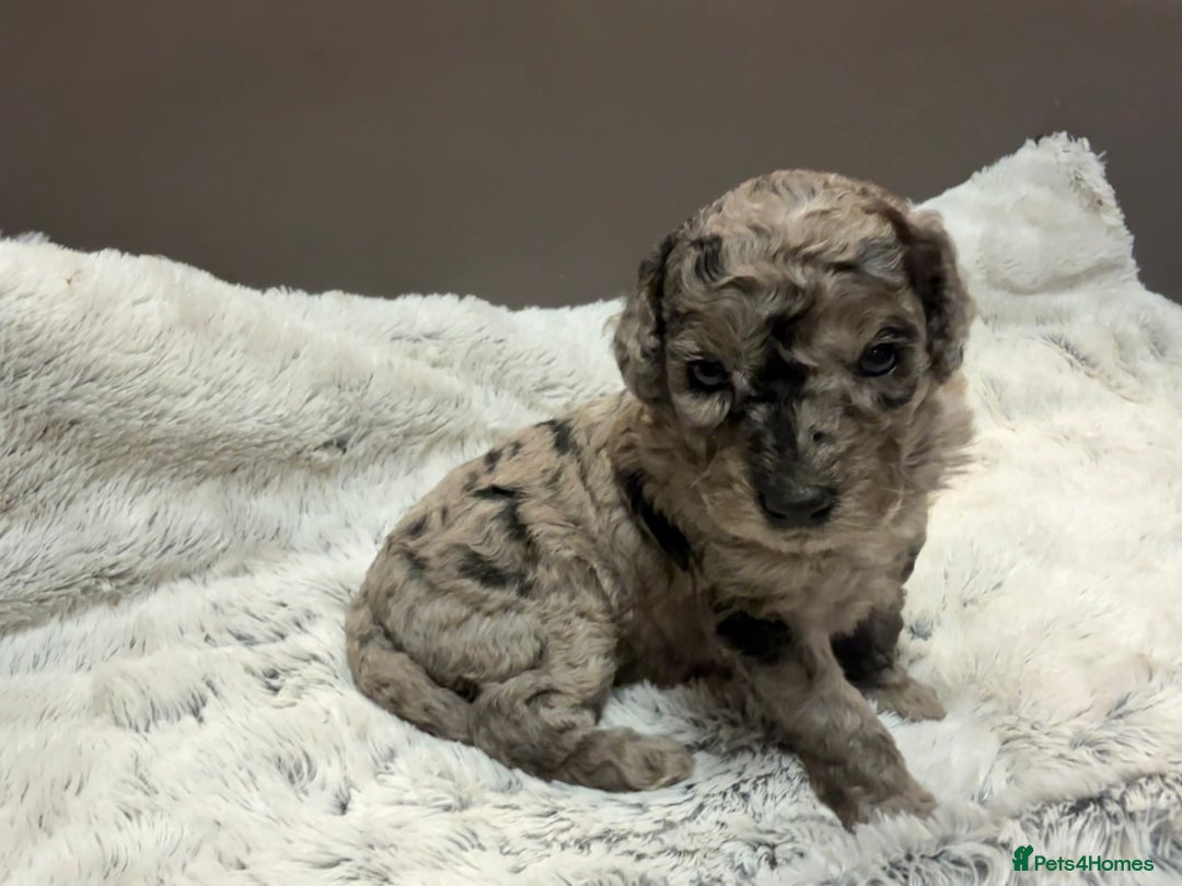 Cockapoo dogs for sale: Outstanding Toy Cockapoo pups  - Image 2