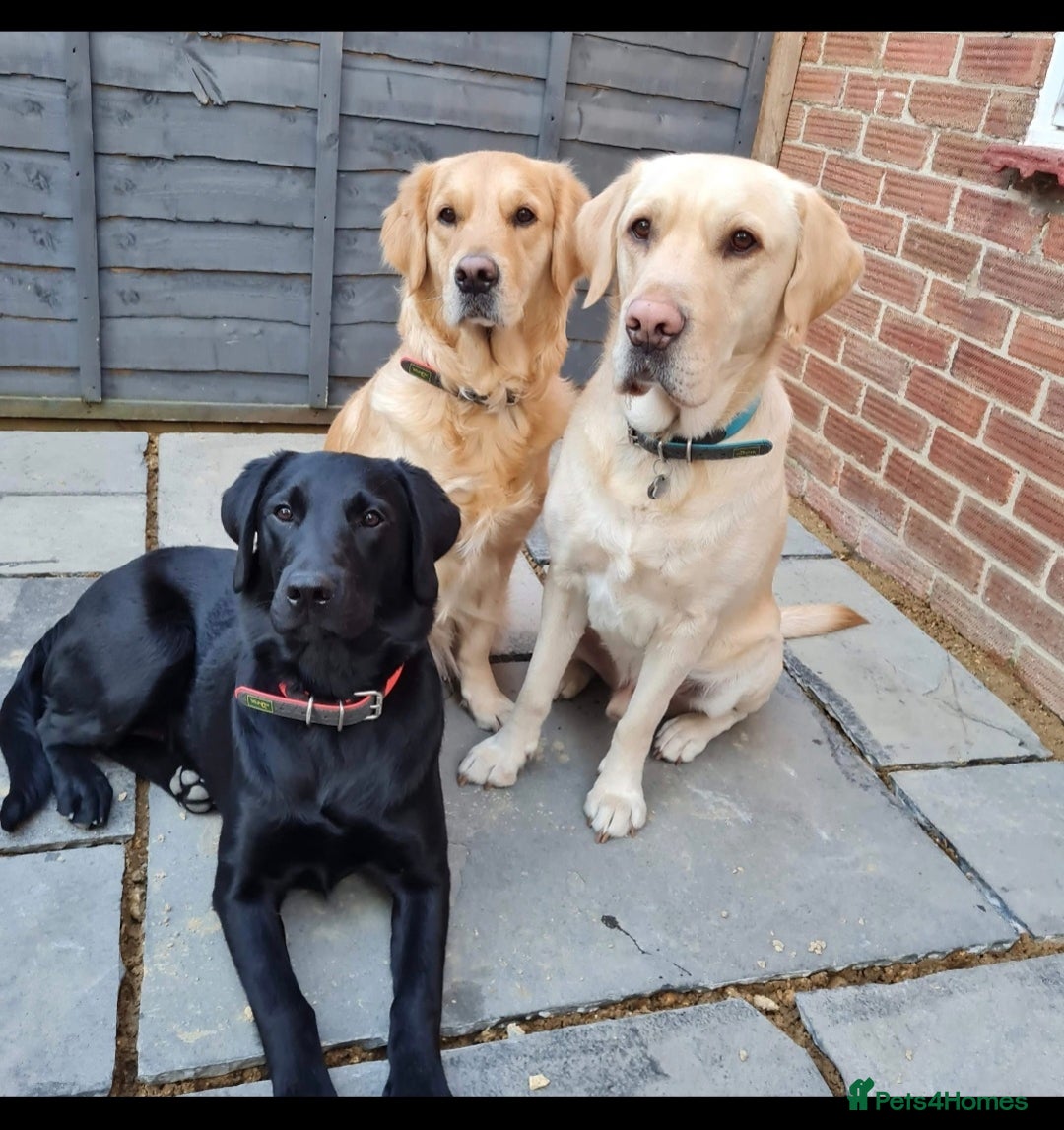 Goldador dogs for sale: Upcoming litter of beautiful F1B Goldadors - Image 6