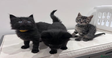 Mixed Breed cats - Advert 15