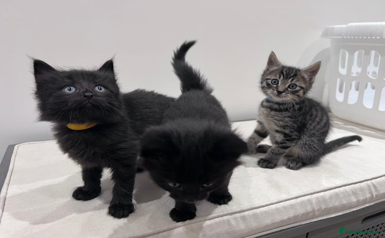 Mixed Breed cats - Advert 6