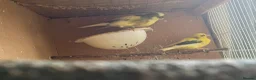 Canaries birds for sale: 4 Fife Canaries  - Advert 4