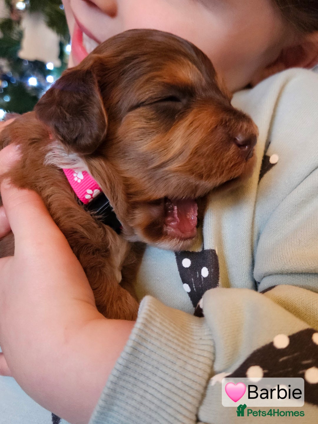 Cockapoo dogs for sale: F3b Cockapoo Puppies – DNA health tested - Advert 18