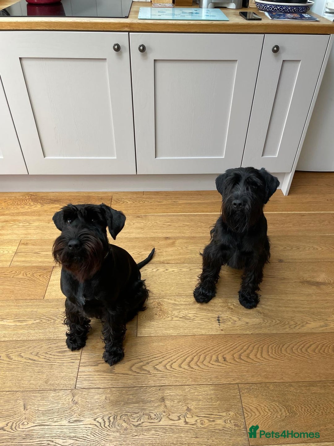 Schnauzer dogs for sale: Beautiful Black Standard Schnauzer Puppies. - Image 4