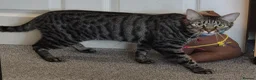 Bengal cats for sale: Handsome Bengal X Domestic Shorthair (Indoor Cat) - Advert 3