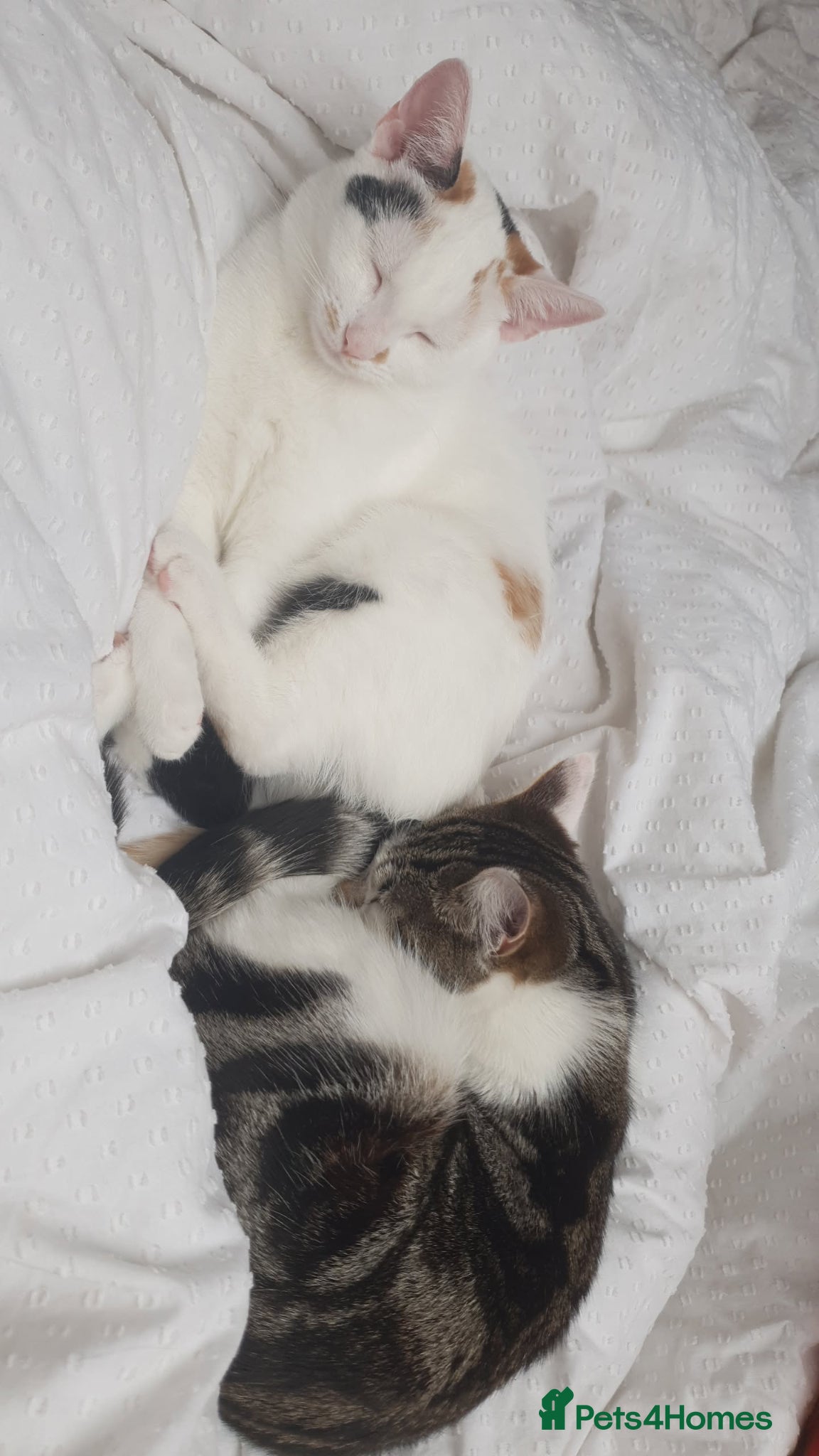 Mixed Breed cats 4 kittens for sale  - Advert 1