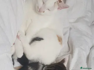 Mixed Breed cats 4 kittens for sale - Advert 1