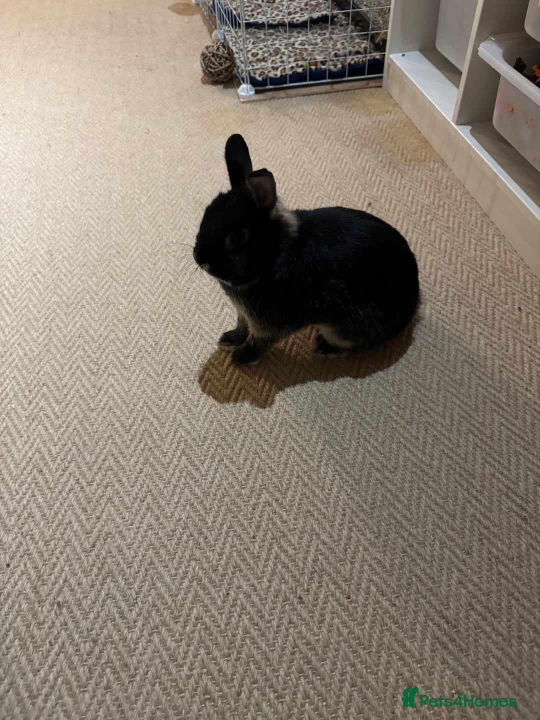 Netherland Dwarf rabbits for sale: Lovely boy Netherland Dwarf - Advert 3