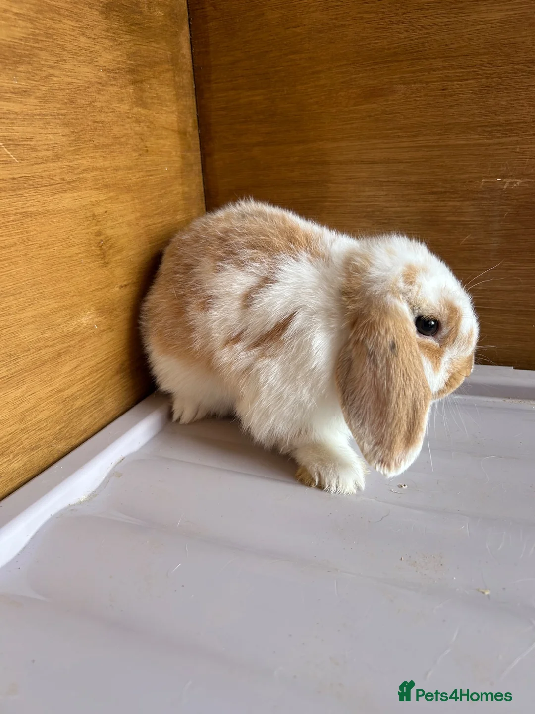 Dwarf Lop rabbits for sale: Mini Dwalf lop bunnies  - Advert 2