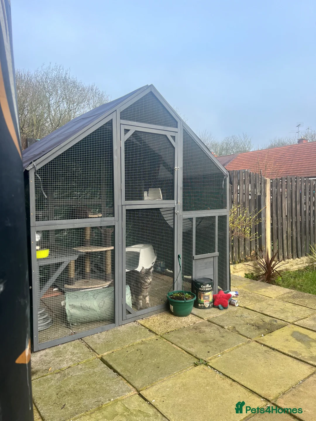 Maine Coon cats for sale: Beautiful Maine coon  - Advert 2