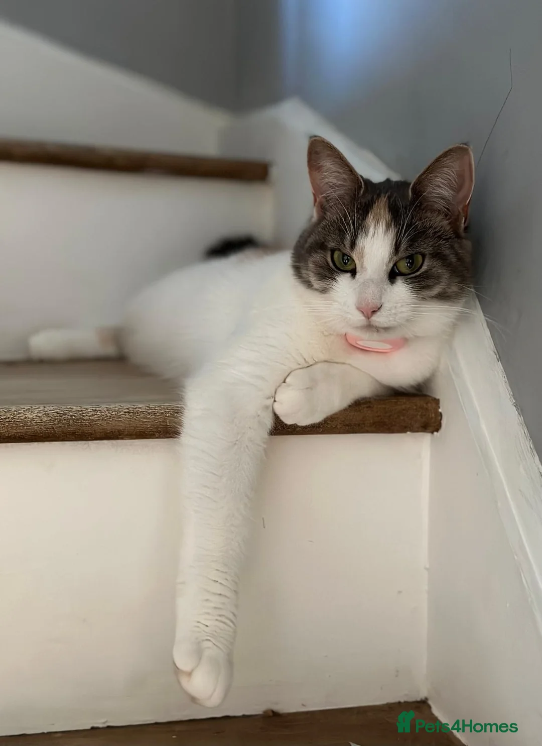 Mixed Breed cats for sale: Maine coon cross sisters  - Advert 4