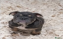English Bulldog dogs for sale: KC REGISTERED ENGLISH BULLDOGS  - Image 2
