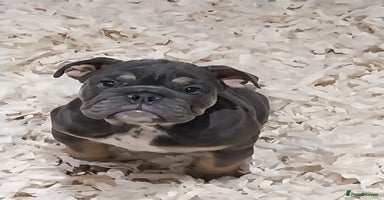 English Bulldog dogs - Advert 7