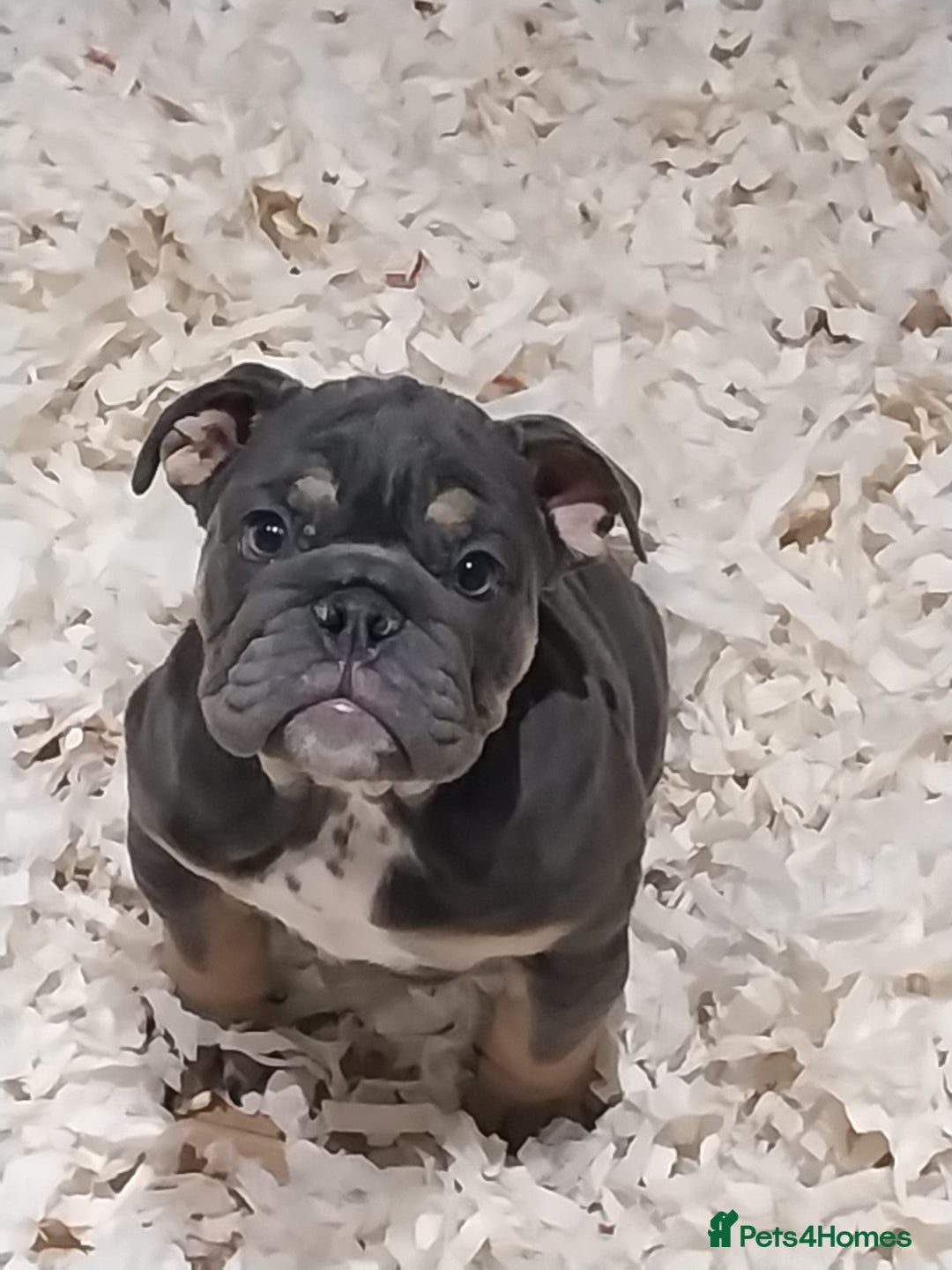 English Bulldog dogs for sale: KC REGISTERED ENGLISH BULLDOGS  - Image 2