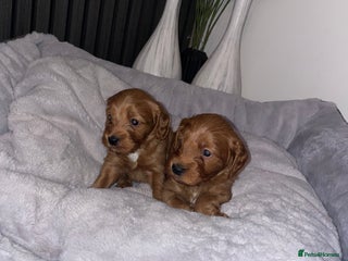 Cockapoo dogs F1 Cockapoo Puppies - Advert 3