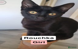 Domestic Shorthair cats for sale: 4 Cats FOR FREE or take One or Two 8 Months Old - Image 2