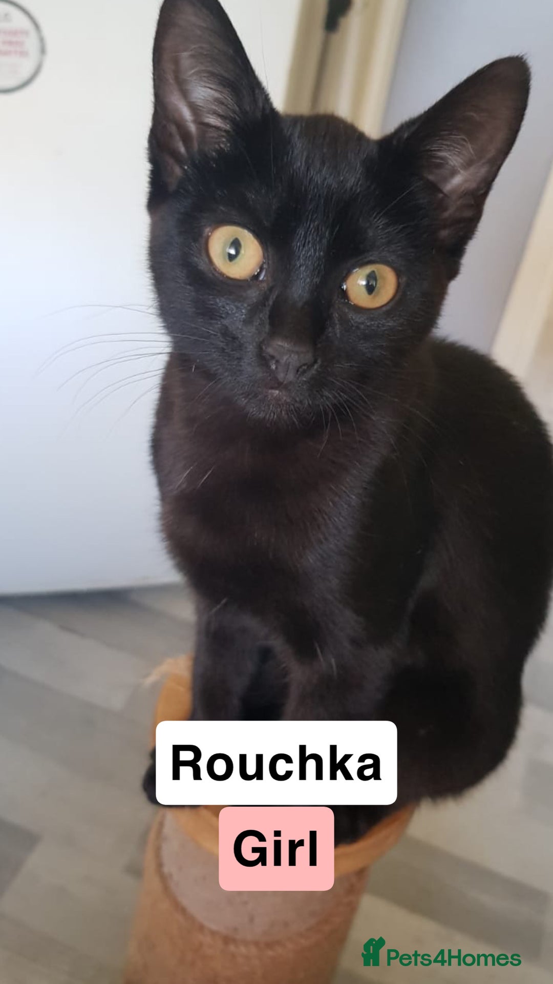 Domestic Shorthair cats for sale: 4 Cats FOR FREE or take One or Two 8 Months Old - Image 2