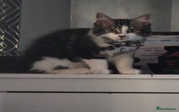 Ragdoll cats for sale: Sale Ragdoll X Tabby Cat with everything she needs - Image 2