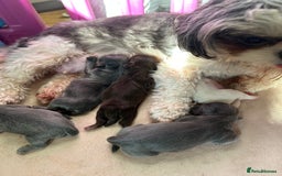 Shih Tzu dogs for sale: A lovely litter of Shih Tzu pups - Image 17