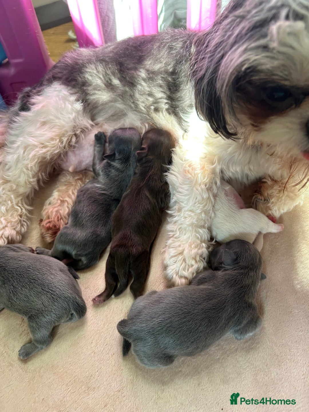 Shih Tzu dogs for sale: A lovely litter of Shih Tzu pups - Image 17