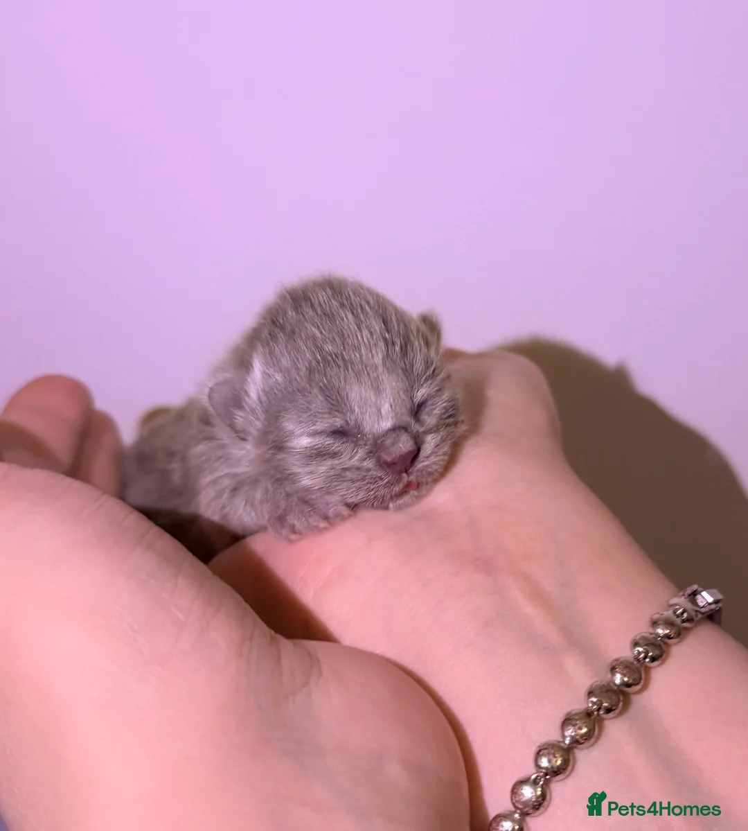 British Shorthair cats for sale: 2x 100% Pure Pedigree Champion line Bsh Kittens - Advert 8