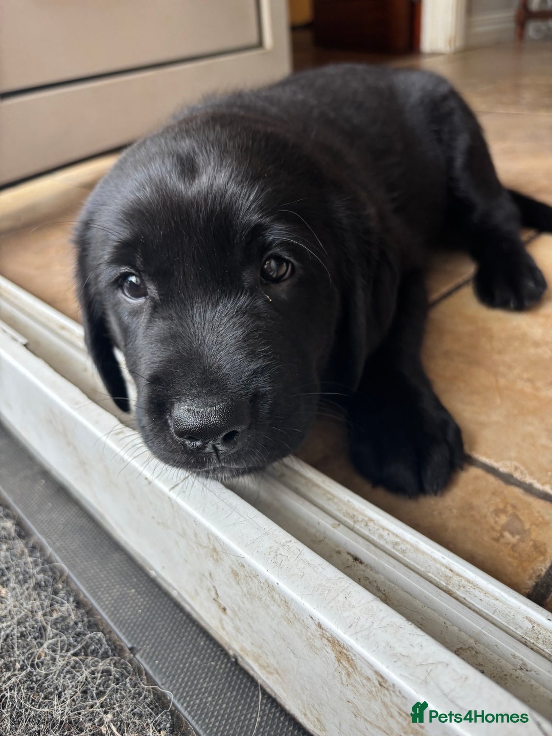Borador dogs for sale: Borador puppies  - Image 7