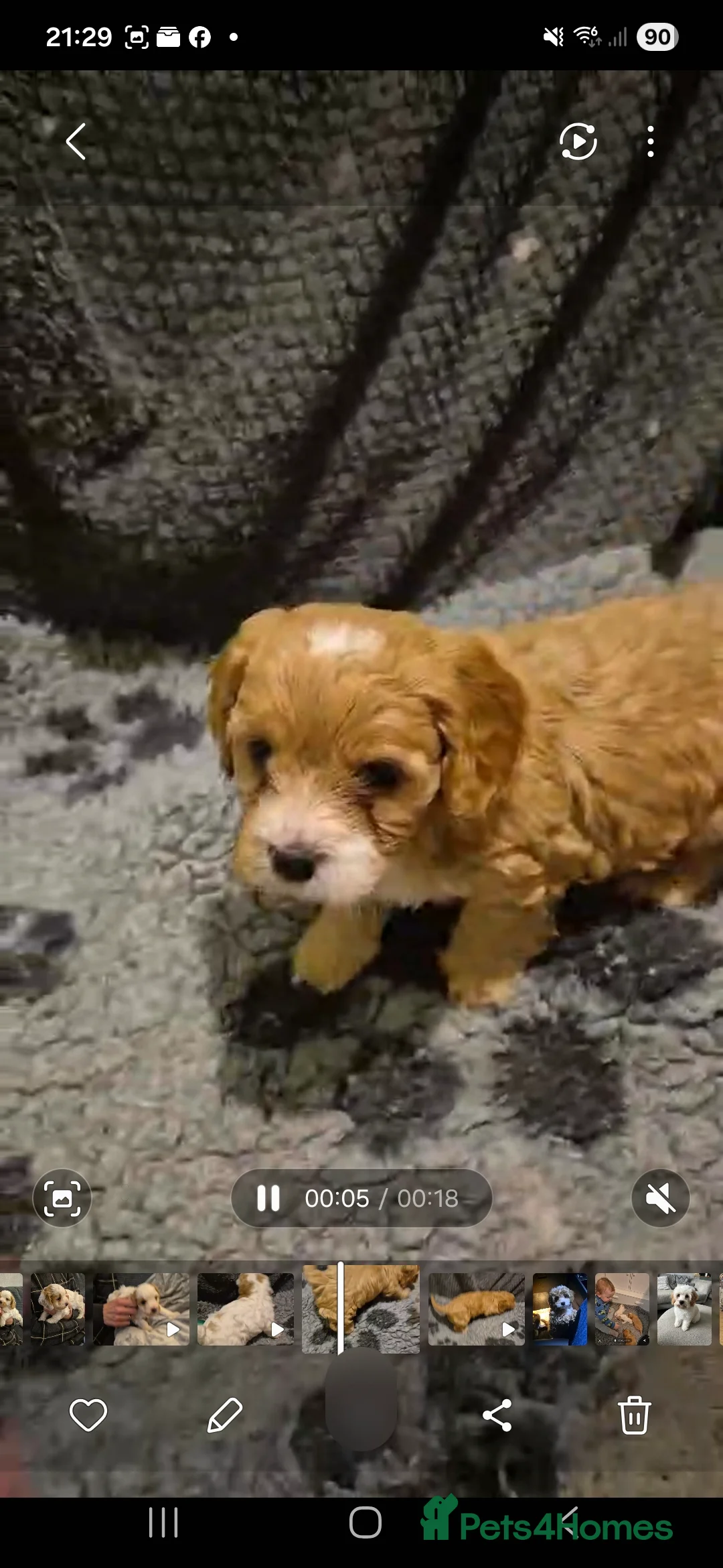 Cavapoo dogs for sale: Stunning Toy Cavapoo pups DNA Health tested CLEAR - Advert 13