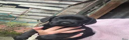 Labrador Retriever dogs for sale: Labrador Puppies - Advert 9