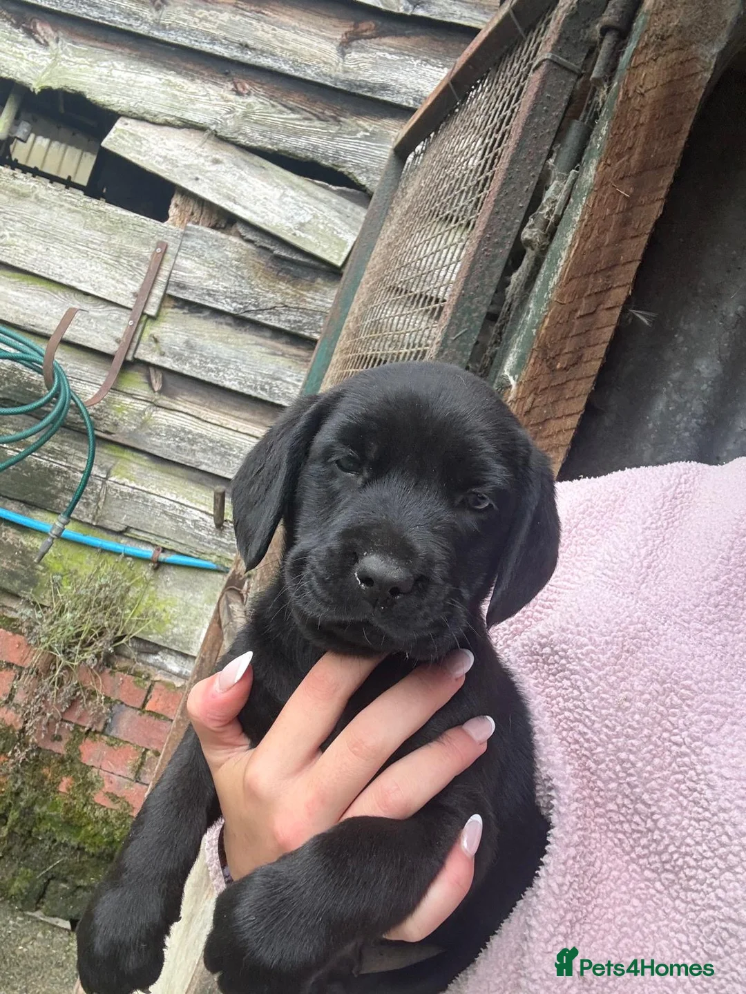 Labrador Retriever dogs for sale: Labrador Puppies - Advert 9