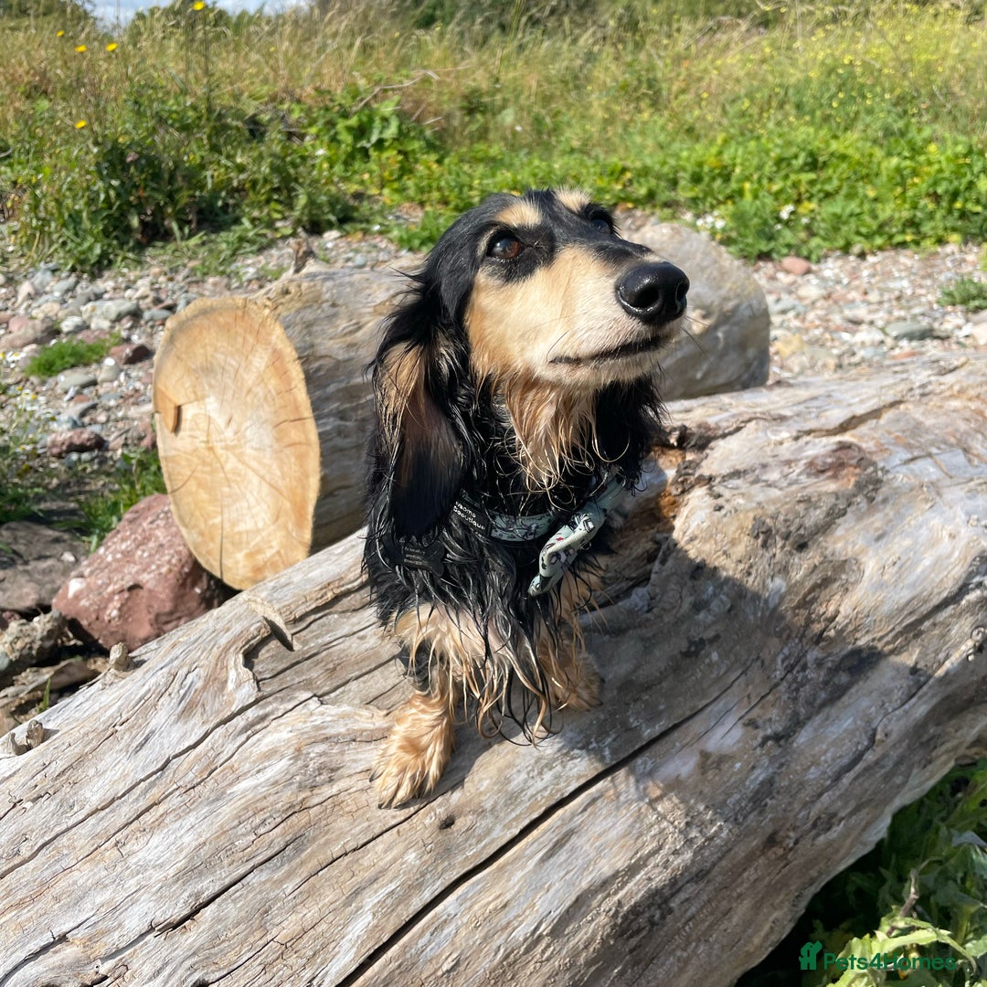Miniature Dachshund dogs for stud: KC Registered - Health Tested - Proven Stud Dog 🏅 - Advert 3