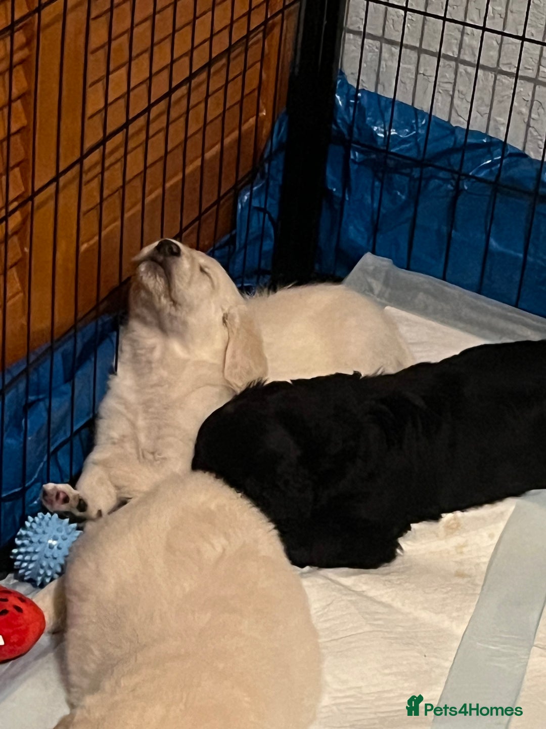 Mixed Breed dogs for sale: Stunning Litter of Labradoodle x Pyrenees - Advert 24