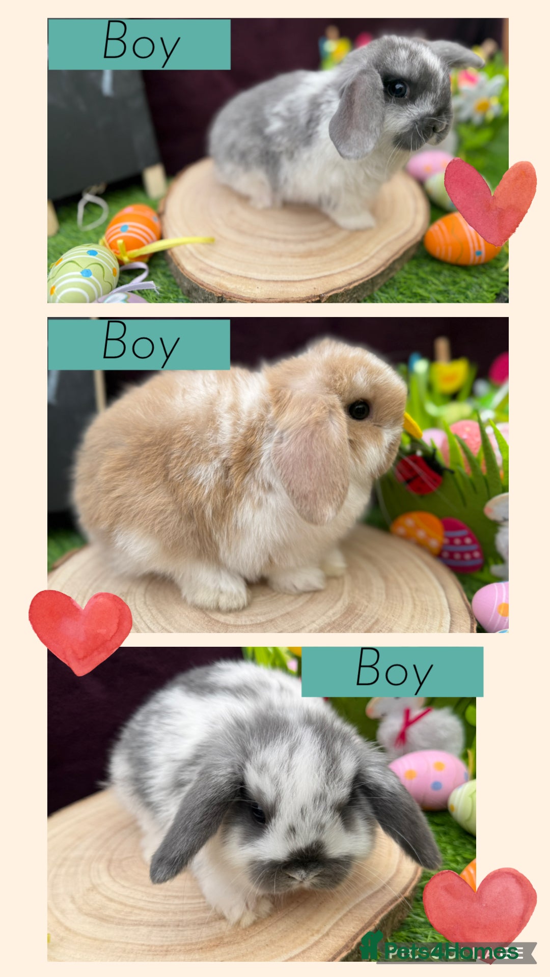 Mini Lop rabbits X3 Mini lop boys available  - Advert 1